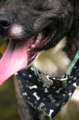 portrait of a black dog