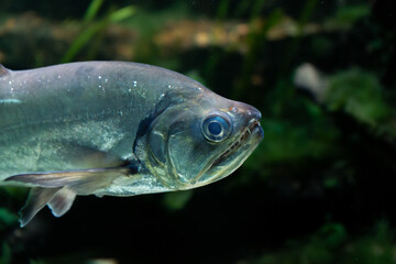 Payara or vampire fish (Hydrolycus scomberoides), a predator fish from south america, in an aquarium of a freshwater museum, with low key lighting