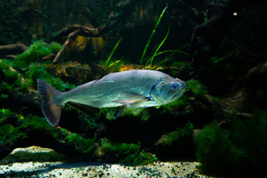 Payara or vampire fish (Hydrolycus scomberoides), a predator fish from south america, in an aquarium of a freshwater museum, with low key lighting