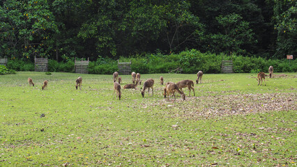 Herd of deer grazing peacefully in a lush green meadow near dense forest