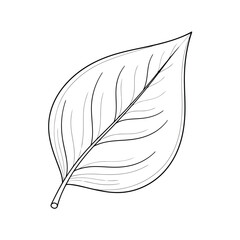 Illustration of a single leaf with detailed veins
