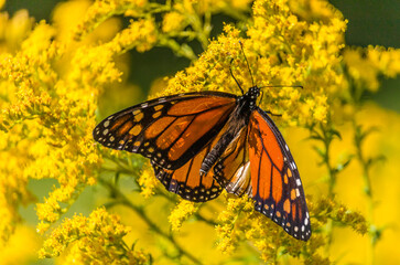 Beautiful Monarch butterfly on yellow wildflower