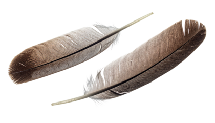 Solitary feather isolated on transparent background