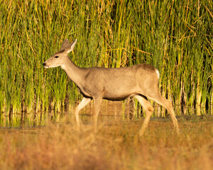 Female Blacktail deer Colorado 