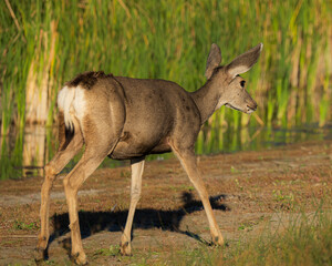 Female blacktail deer in Colorado