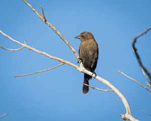 Brewer’s blackbird on a branch