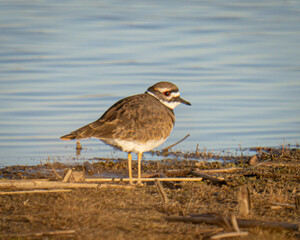 Killdeer standing in a lakeshore