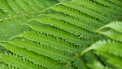Lush green fern fronds display intricate natural patterns.