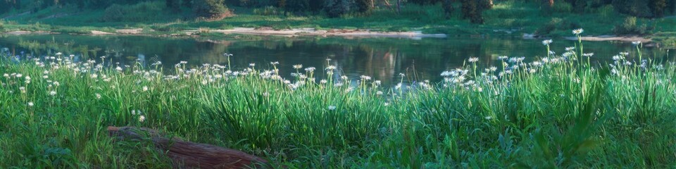 Lush green field of grass with white flowers near reflective water