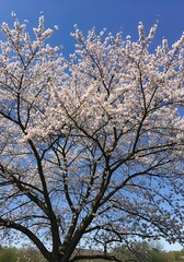 Sakura Blossoms in Springtime Sunlight.