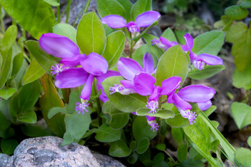Group of colorful fringed polygala Polygaloides paucifolia in full bloom