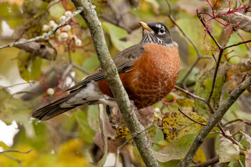 American Robin Bird, Turdus migratorius Perched Among Autumn Branches