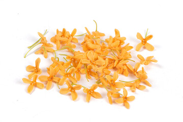 Sweet-Scented orange osmanthus fragrans islated on white background.