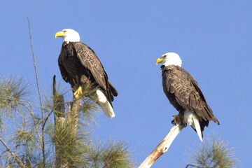 american bald eagle