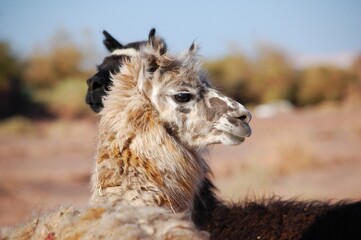Portrait of a llama in the wild, nature background
