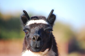 Portrait of a llama in the wild, nature background