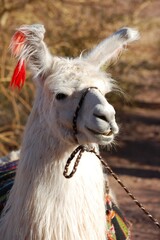 Portrait of a llama in the wild, nature background