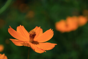 秋風に揺れて咲く