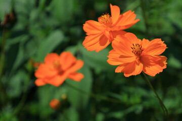 秋風に揺れて咲く