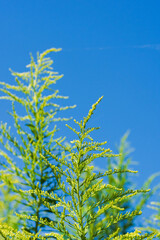 秋の青空とセイタカアワダチソウ05