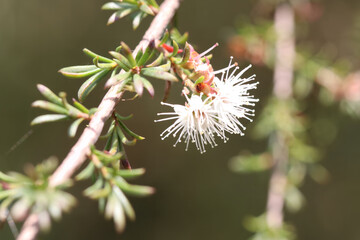 A delicate white bottlebrush flower blooming on a leafy plant stem