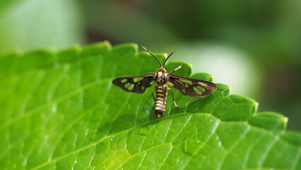 Delicate Tiger Moth rests on a vibrant green leaf.