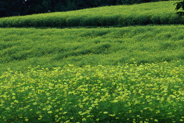 秋風に揺れて咲く