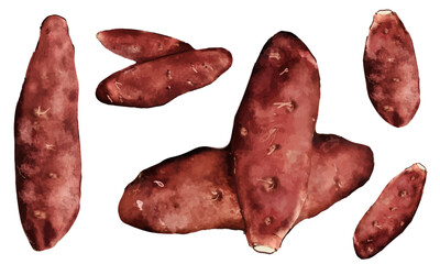 水彩で描いたサツマイモのイラスト素材セット