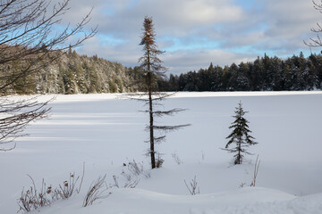 Northern Ontario Winter Landscape with Snow Covered Lake and Evergreen Forest