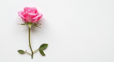 Soft pink rosebud with green stem on white background
