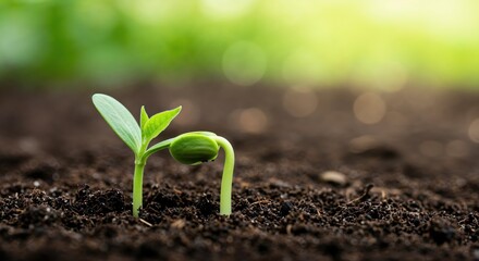 Emergence of life: A captivating depiction of fresh sprouts emerging from the earth, symbolizing life and representing the potential of the planet.