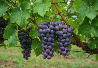 Naklejka premium Grape Harvest in Vineyard: Close-up shot of ripe grapes hanging from the vine, ready for harvest and winemaking, showcasing the beauty of the vineyard and nature's bounty.