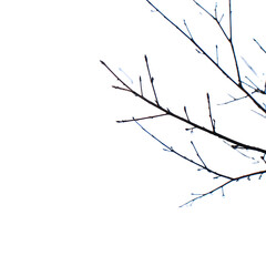 Bare tree branches with transparent background