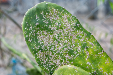 Surface of Opuntia cactus having problem with scale insect attached and sucking sap from this...