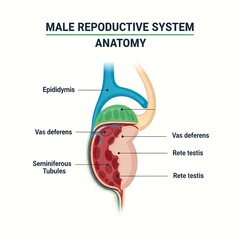 Obraz premium Anatomy diagram of the male reproductive system, illustrating the testis, epididymis, vas deferens, seminiferous tubules, and rete testis