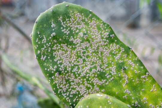 Surface of Opuntia cactus having problem with scale insect attached and sucking sap from this plant. It's easy to spread them to other houseplants, so check your plants carefully and kill it.