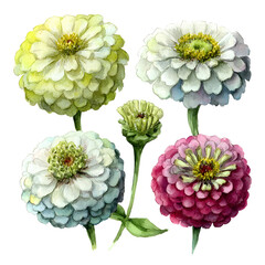 Watercolor flowers set against transparent background for decorative design