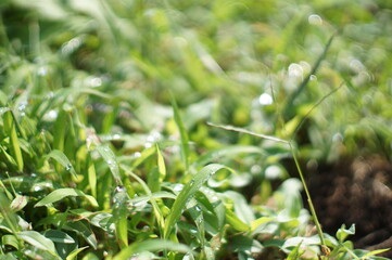 雑草と朝露