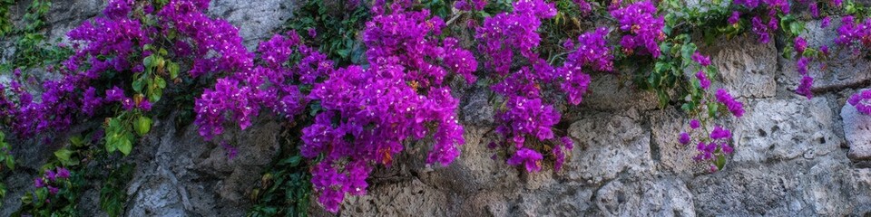 Obraz premium Vibrant purple bougainvillea flowers cascade down a weathered stone wall