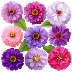 Watercolor zinnia flowers arrangement on transparent background for decorative purposes