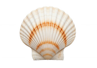 White scallop shell with orange markings isolated on a transparent background