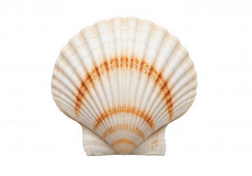 White scallop shell with orange markings isolated on a transparent background