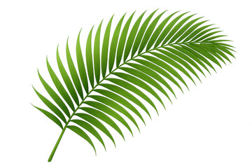 Obraz premium Green tropical palm leaf illustration offering natural background element for design and decoration, transparent background