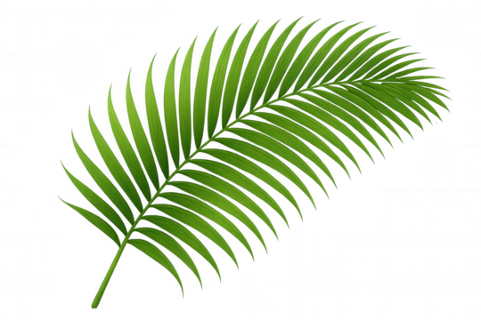 Green tropical palm leaf illustration offering natural background element for design and decoration, transparent background
