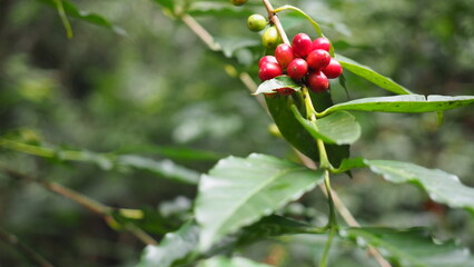 Fresh red coffee cherries on tree branch