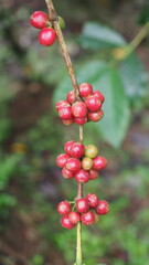 Fresh red coffee cherries on tree branch