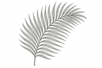 Palm frond drawing in black and white, botanical illustration on transparent background, tropical nature art