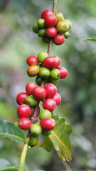 Fresh red coffee cherries on tree branch