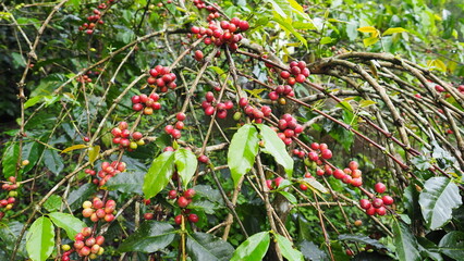 Tropical coffee plantation with ripe fruit ready for harvest