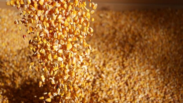 Cinematic Corn Falling in Farm - Harvest Concept